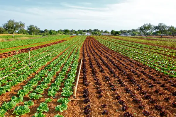 Meditação no Ritmo da Cidade: Estratégias para Cultivar a Calma Interior